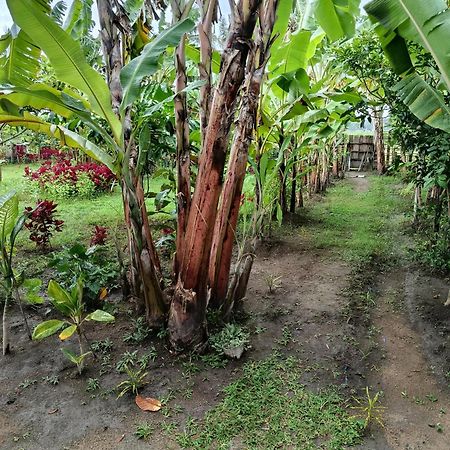 The Daun Puntik Homestay Pemenang Exterior foto