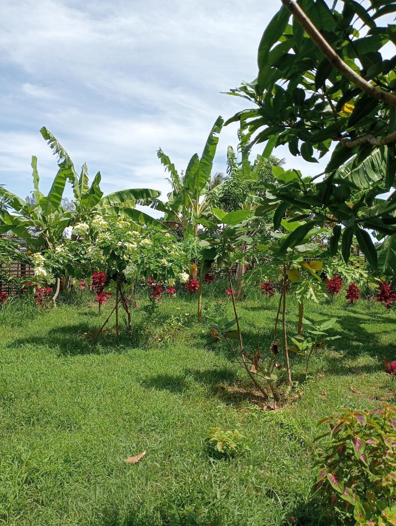 The Daun Puntik Homestay Pemenang Exterior foto
