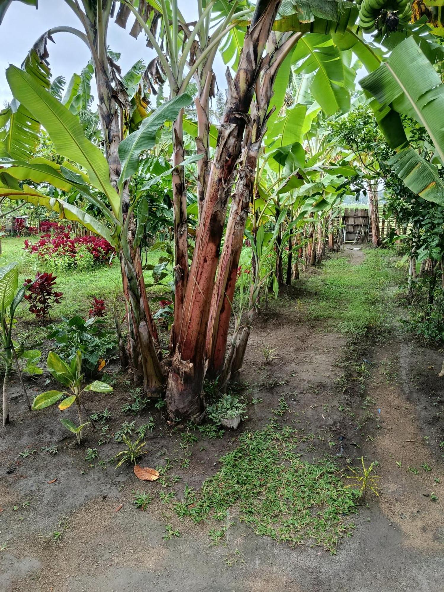 The Daun Puntik Homestay Pemenang Exterior foto